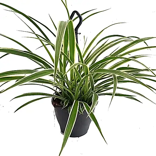 Spider Plant (Chlorophytum) Review