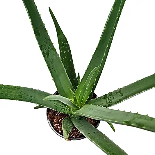 Aloe Vera (Aloe Barbadensis Miller) Review