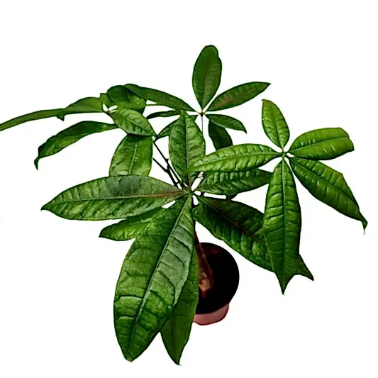Plaited Money Tree (Pachira Aquatica) Review