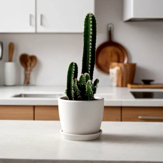 Apple Cactus Florida (Cereus Peruvianus) Review