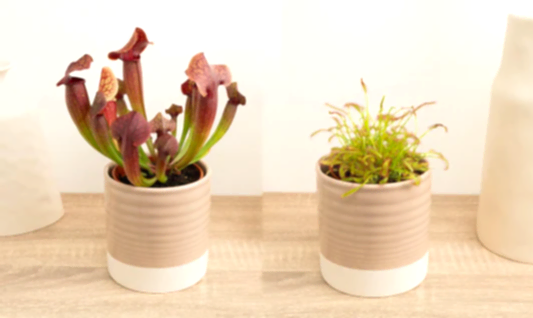 These Fly Eating Plants Are Your Home’s New Secret Weapon