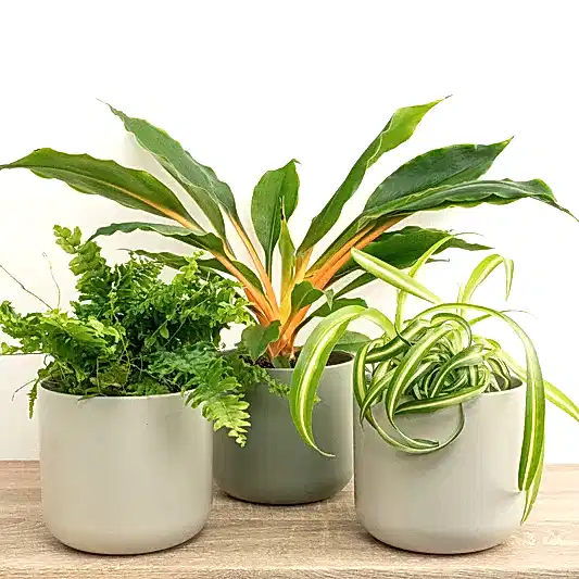 Our Top Spring Indoor Plants Ideas & What's New around the UK