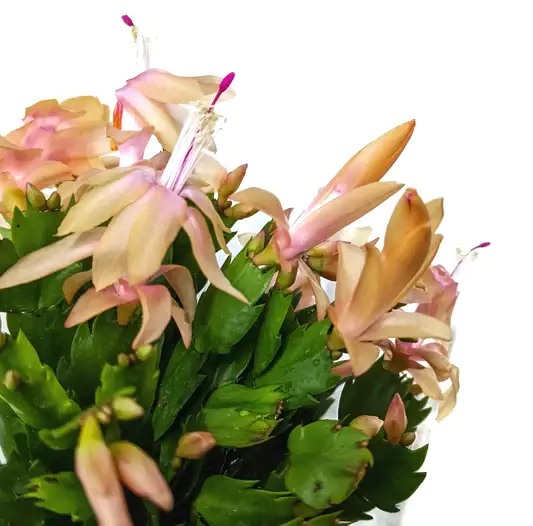 Flowering Cactus (Schlumbergera Bridgesii) Review