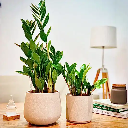 ZZ Plant (Zamioculcas Zamiifolia) Review