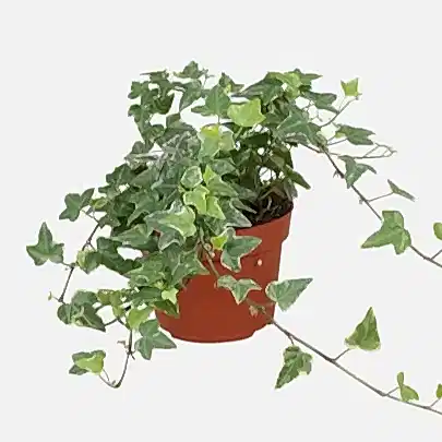 English Ivy | Tamara | Potted Houseplants