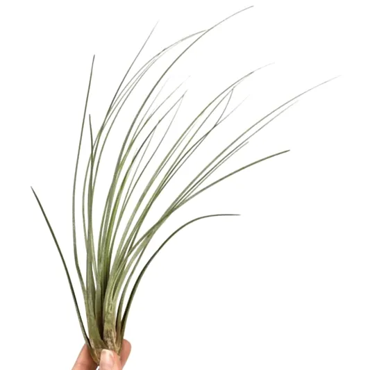 Air Plant | Juncea | Air Plants