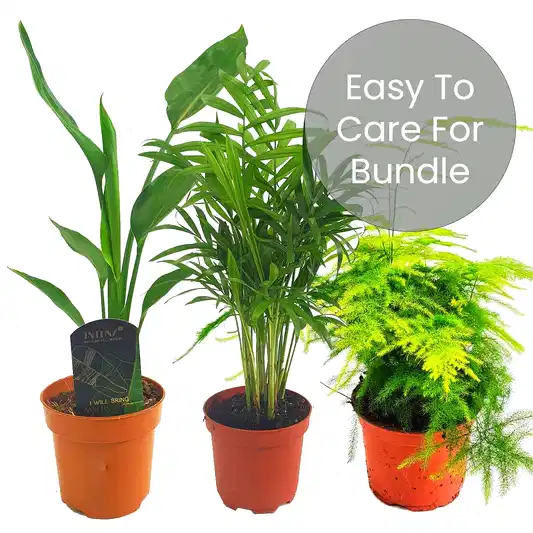 Easy House Plants | Plant Bundle | Mystery Plant Boxes