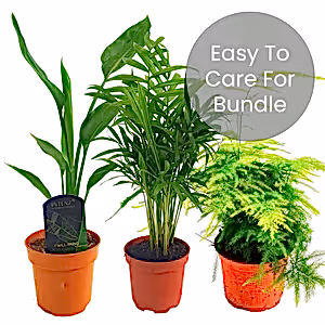 Easy House Plants | Plant Bundle - Indoor Plant