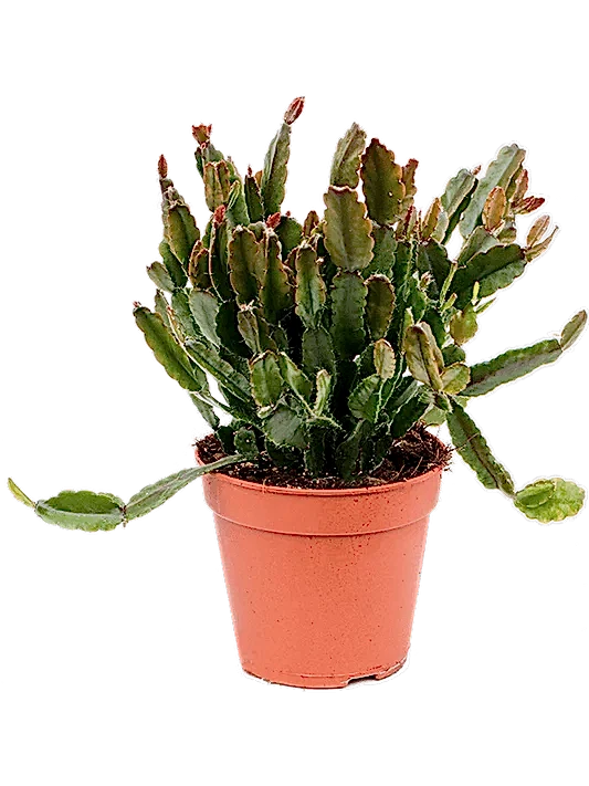 Mistletoe Cactus | Agudoensis | Hard To Find | Potted Houseplants