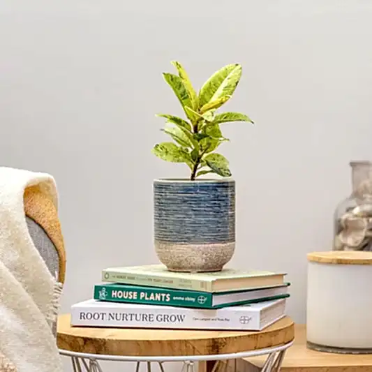 Speckled Fig | Shivereana | 