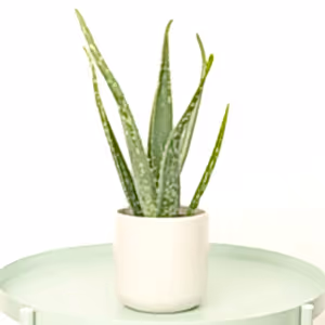Aloe Vera - Indoor Plant