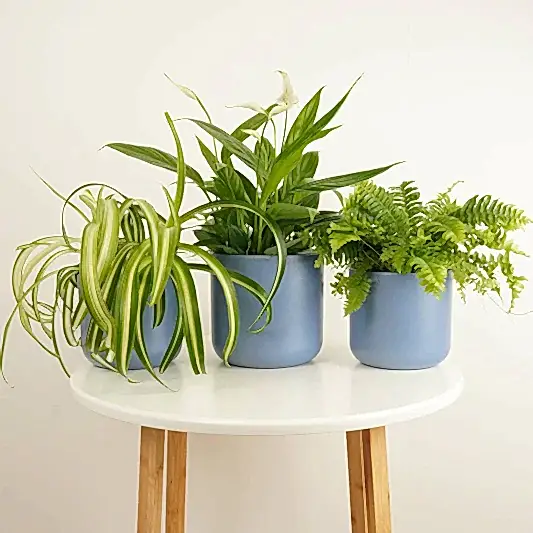 Air Purifying | Plant Bundle | 