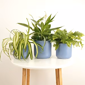 Air Purifying | Plant Bundle - Indoor Plant