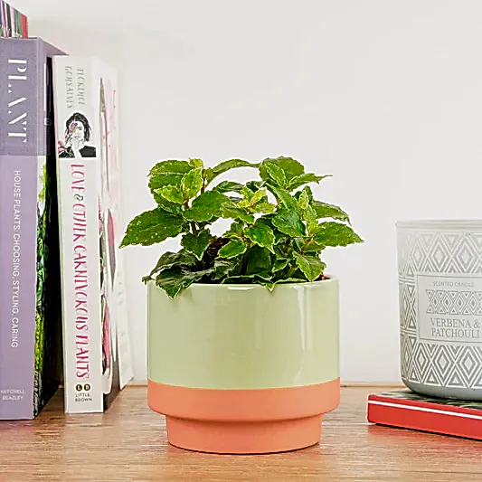 Aluminium Plant | Shadow | Pilea & Peperomia Plants