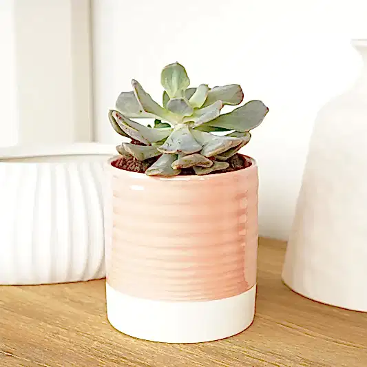 Echeveria | Amelia | Rare & Unusual Plants