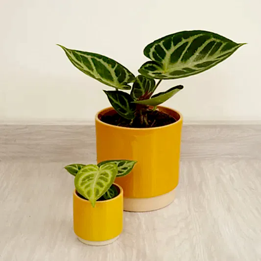 Crystal Anthurium | Silver Blush | Rare Plant | Rare & Unusual Plants