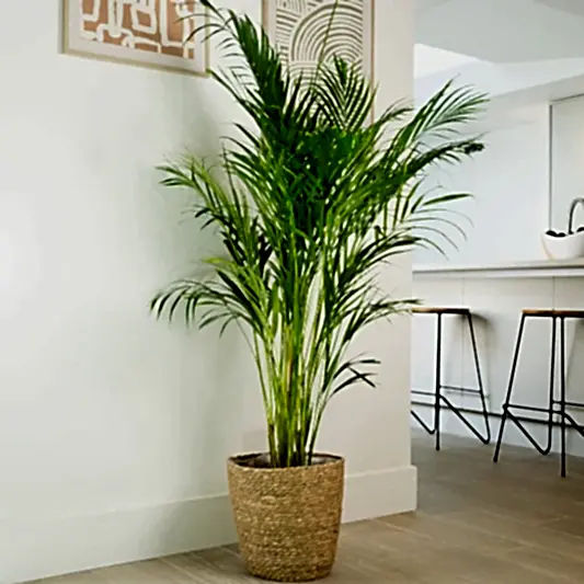 Areca Palm | 