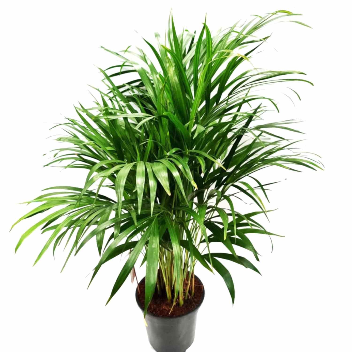 Areca Palm