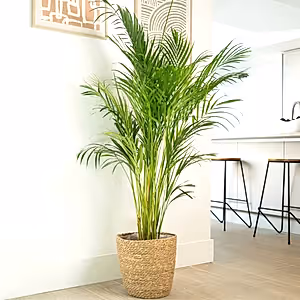 Areca Palm - Indoor Plant