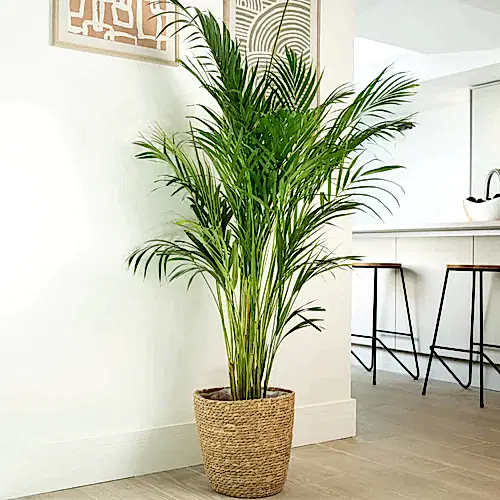 Areca Palm