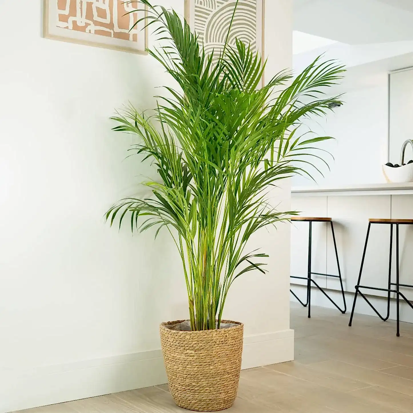 Areca Palm