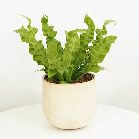 Birds Nest Fern | Crispy Wave | Pet Safe Plants