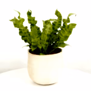 Birds Nest Fern | Crispy Wave - Indoor Plant