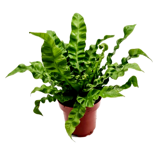 Birds Nest Fern | Crispy Wave | Potted Houseplants