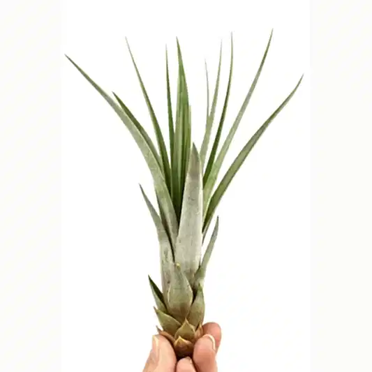 Air Plant | Fasciculata | Air Plants