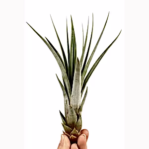 Air Plant | Fasciculata - Indoor Plant