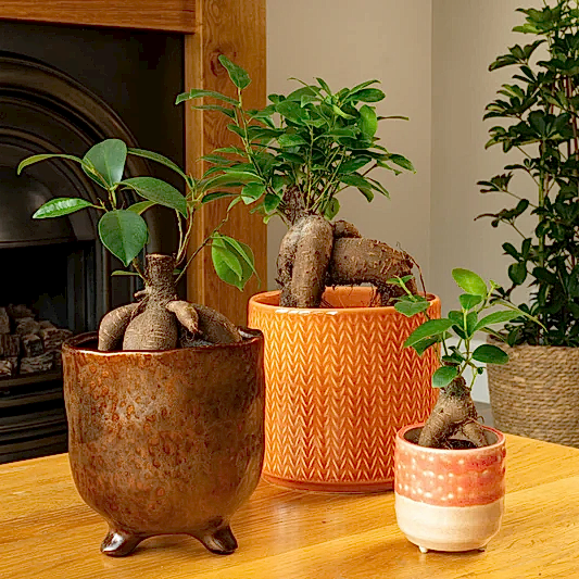 Pot Belly Fig | Potted Houseplants