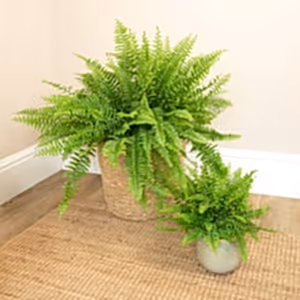 Boston Fern | Green Moment - Indoor Plant