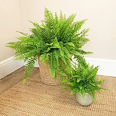Boston Fern | Green Moment - Indoor Plants