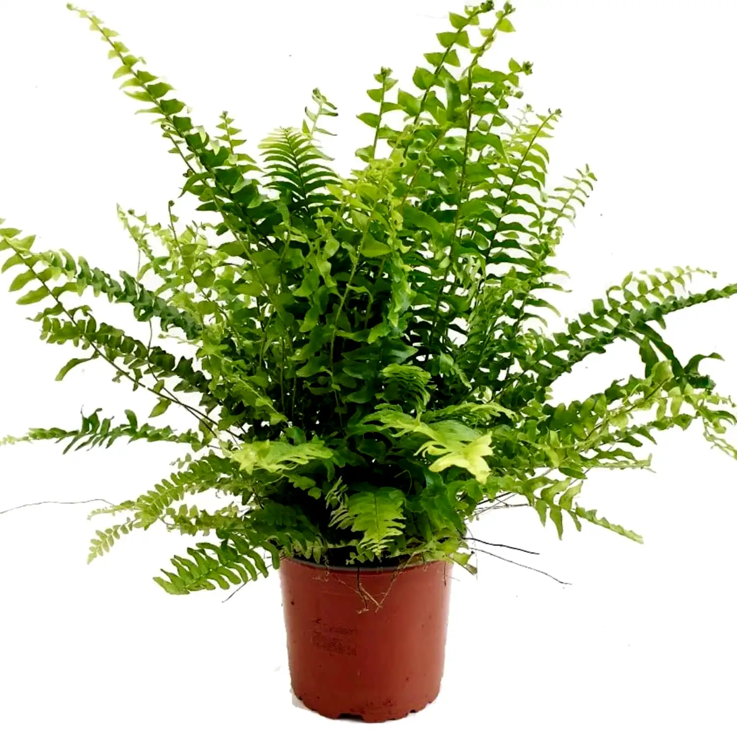Boston Fern | Green Moment