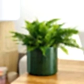 Boston Fern | Green Moment