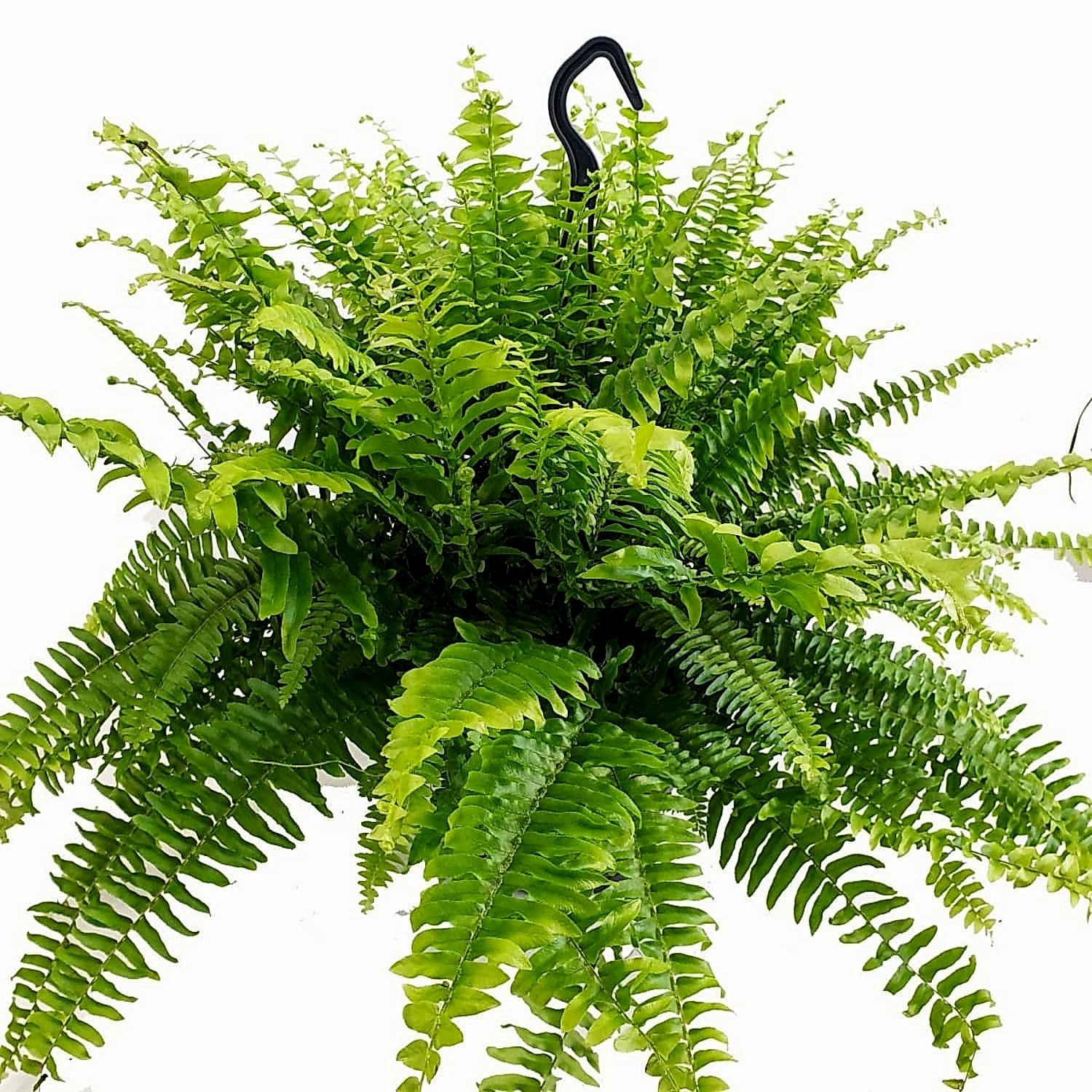 Boston Fern | Green Moment