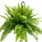 Boston Fern | Green Moment