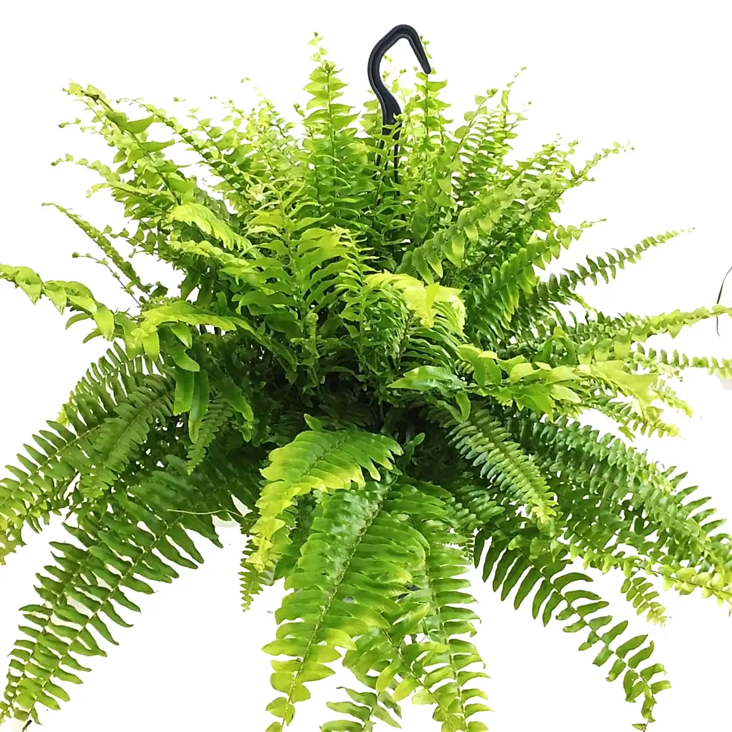 Boston Fern | Green Moment