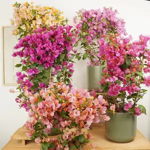 Paper Flower - Indoor Plant