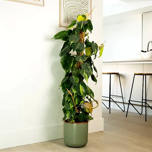 Philo | Brasil | Easy Care Houseplants