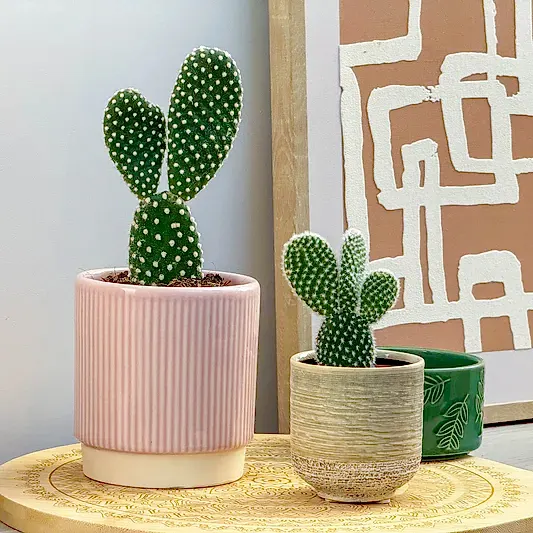 Bunny Ears Cactus | Indoor Succulent Plants