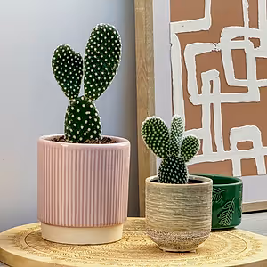 Bunny Ears Cactus - Indoor Plant