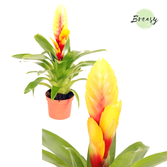 Vriesea Flaming Sword | Delphinus | Potted Houseplants