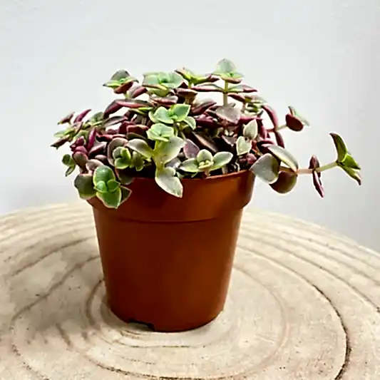 Calico Kitten | Red Albo | Potted Houseplants