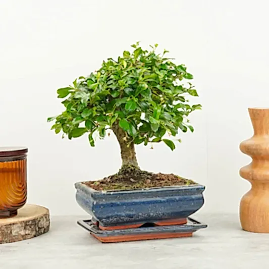 Carmona | Bonsai | Ficus & Fig Plants