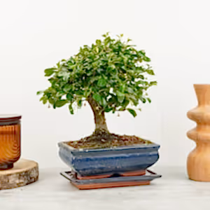 Carmona | Bonsai - Indoor Plant