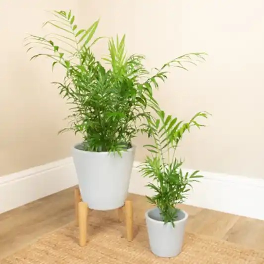 Parlour Palm | Potted Houseplants