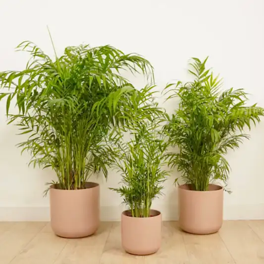 Parlour Palm | 