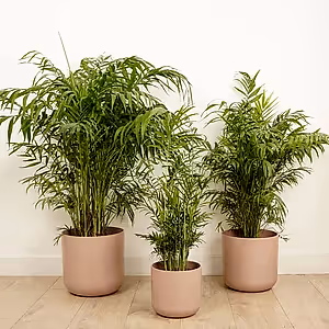 Parlour Palm - Indoor Plant