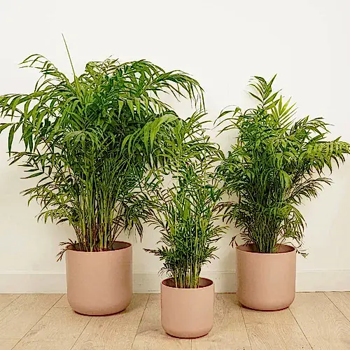 Parlour Palm
